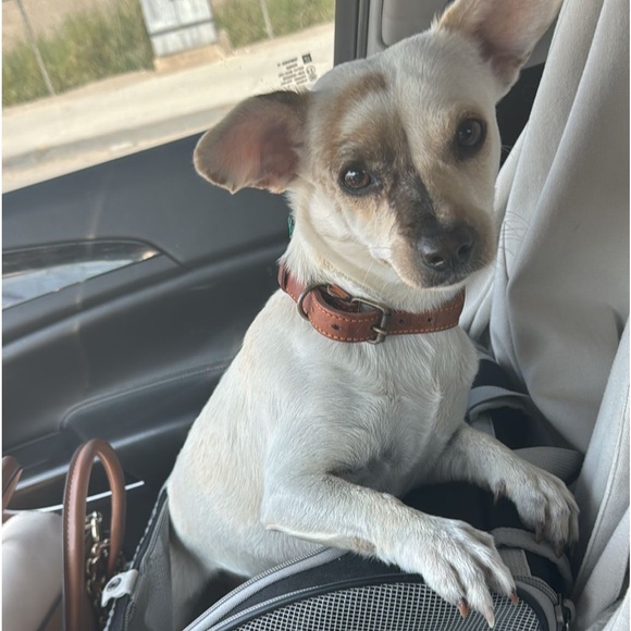 Authentic “ MICHAEL KORS “ Sandals size 7M - Picture 15 of 15